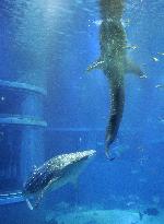 Pair of whale sharks debut in water tank at Osaka aquarium
