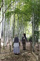 Bamboo forest at Saneatsu Park in Tokyo's Chofu