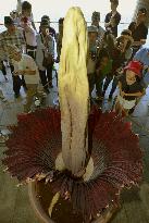 World's largest flower blossoms at Tokyo park