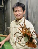 Man in news: Researcher eyes steady Japanese spiny lobster catch