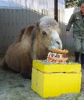 Camel in Yokohama celebrates '35th birthday'