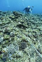 Divers check coral reefs off Okinawa's Henoko area