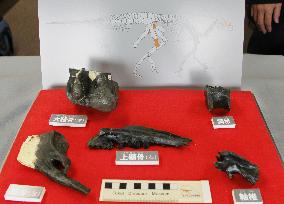 Fossils found in Fukui recognized as new dinosaur species