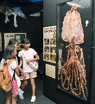 Dried giant squid on display at Kobe aquarium