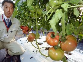 Newly developed disease-resistant tomatoes shown