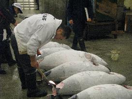 FEATURE: A date with Tsukiji fish market's bluefin tuna auction