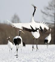 Red-crowned cranes on Hokkaido feeding ground