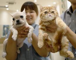 Number of pet cats surpasses dogs for 1st time in Japan: survey