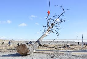 Farewell to pine in Fukushima, symbol of reconstruction