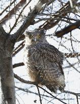 Blakiston's fish owl in Hokkaido