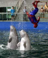 "Spiderman" tamps White Whale In Shanghai