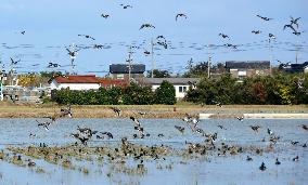 Avian flu virus detected in duck fecal in west Japan