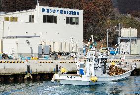 Boat arrives to land oysters in Ishinomaki, northeast Japan