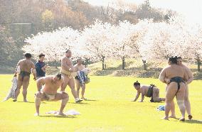 Sumo wrestlers train near blossoming cherry trees