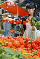 Chinese lantern plant market opens in Tokyo