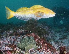 Male greenling at Shizugawa bay