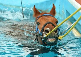 Swimming rehab of racehorses starts in Iwaki