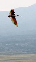 Japanese crested ibis released in Sado Island