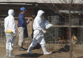 (1)Oita gov't starts inspections of poultry farms for bird flu