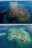 Corals dying in southwestern Japan ocean