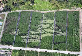 Paddy art of Himeji Castle