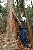 Japanese cypress bark peeled for roof of Kasugataisha shrine