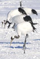 Red-crowned cranes in Hokkaido