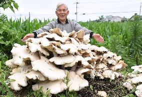 Giant mushrooms grown in southwestern Japanese town