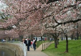 Cherry blossoms along Potomac River