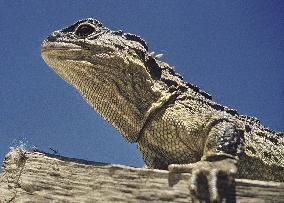 Tuatara a threatened species in New Zealand