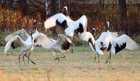 Red-crested cranes leave Kushiro wetlands as winter nears