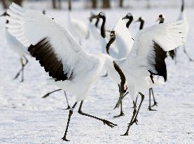 Cranes gather in snowy Hokkaido