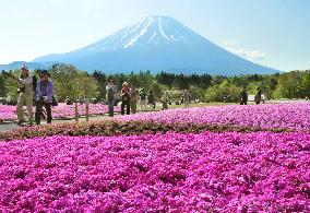 Fields of moss pink in full bloom near Mt. Fuji
