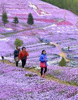 Moss phlox park in Hokkaido