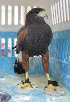 Stray hawk kept by police as "lost and found item"