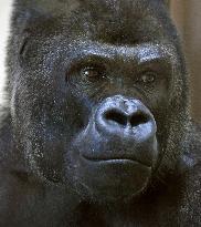 "Handsome gorilla" at Nagoya zoo