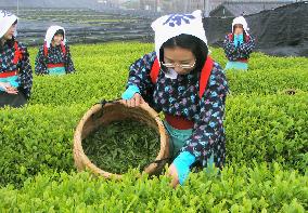 Tea-leaf picking starts in Japan