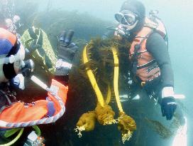 Divers help rebuild aquafarm in Ofunato