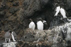 Common murres expected breeding in Hokkaido