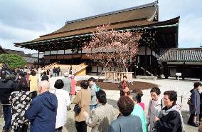 Kyoto Imperial Palace attracts visitors