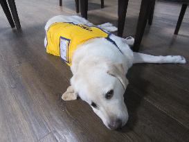 FEATURE: Service dog user hopes every dog has its day