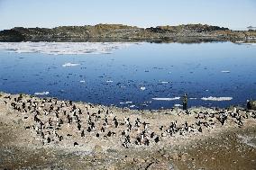 Adelie penguins in Antarctica