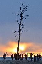 Farewell to pine in Fukushima, symbol of reconstruction