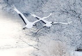 Red-crowned cranes in northern Japan