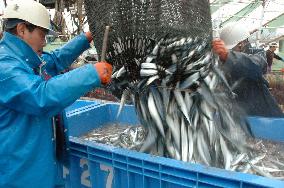 Poor catch of saury