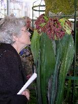 Stinky flower takes top prize at New York orchid show