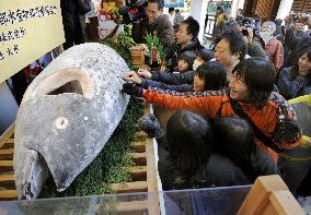 Huge tuna dedicated at Nishinomiya Shrine