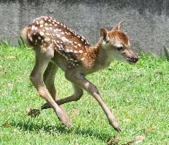 Year's 1st newly born baby deer at Nara Park