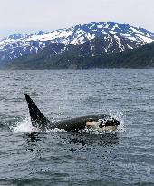 Killer whale swims off Shiretoko Peninsula