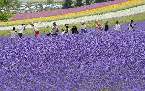 Lavender fields in Hokkaido